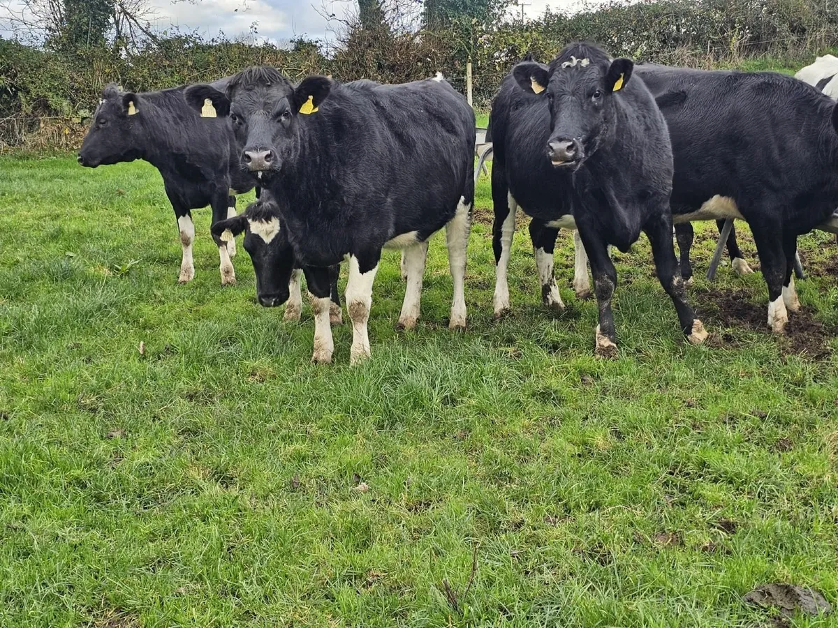 In-calf heifers - Image 4