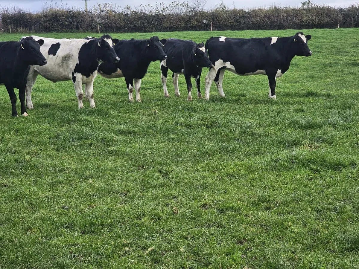 In-calf heifers - Image 1