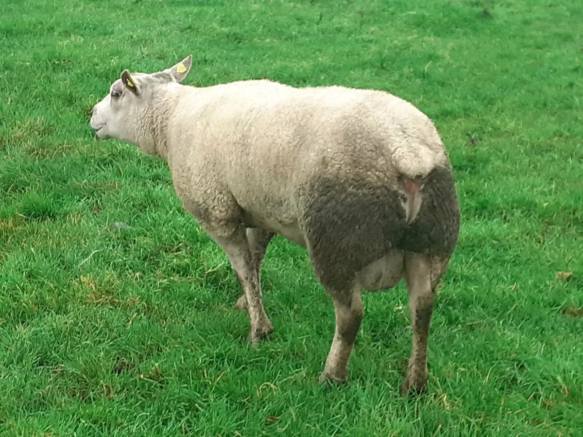 Hogget Rams - Image 1