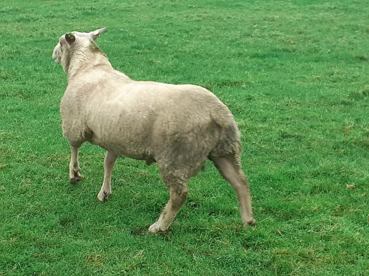 Hogget Rams - Image 3