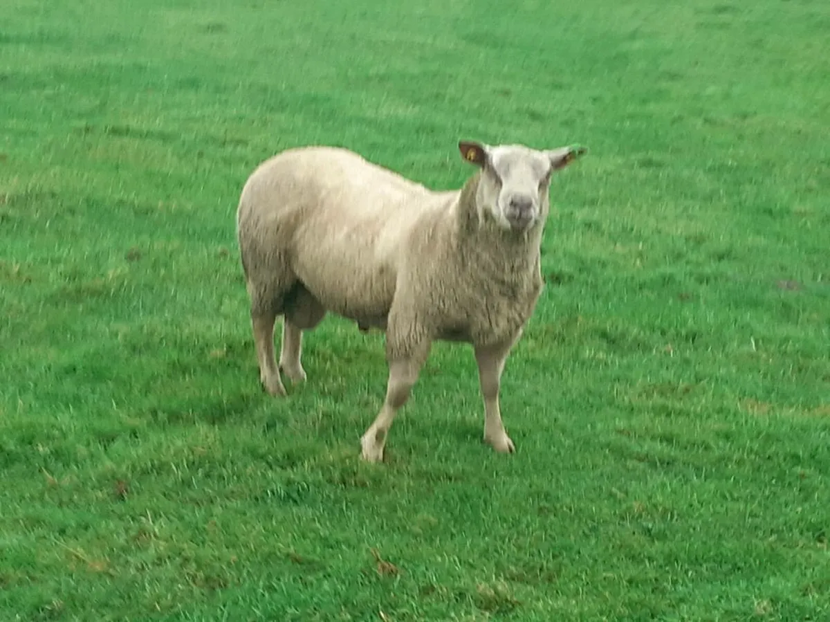 Hogget Rams - Image 4