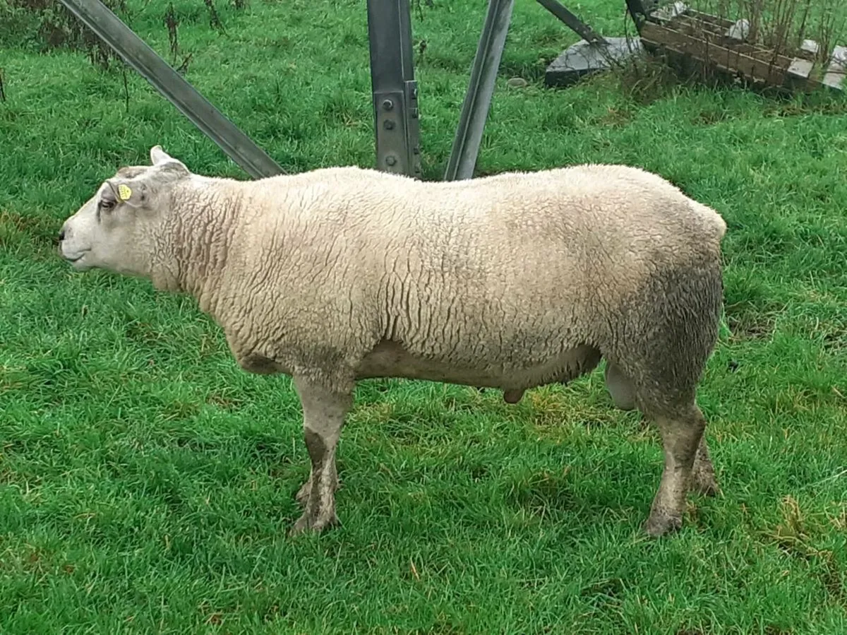 Hogget Rams - Image 2