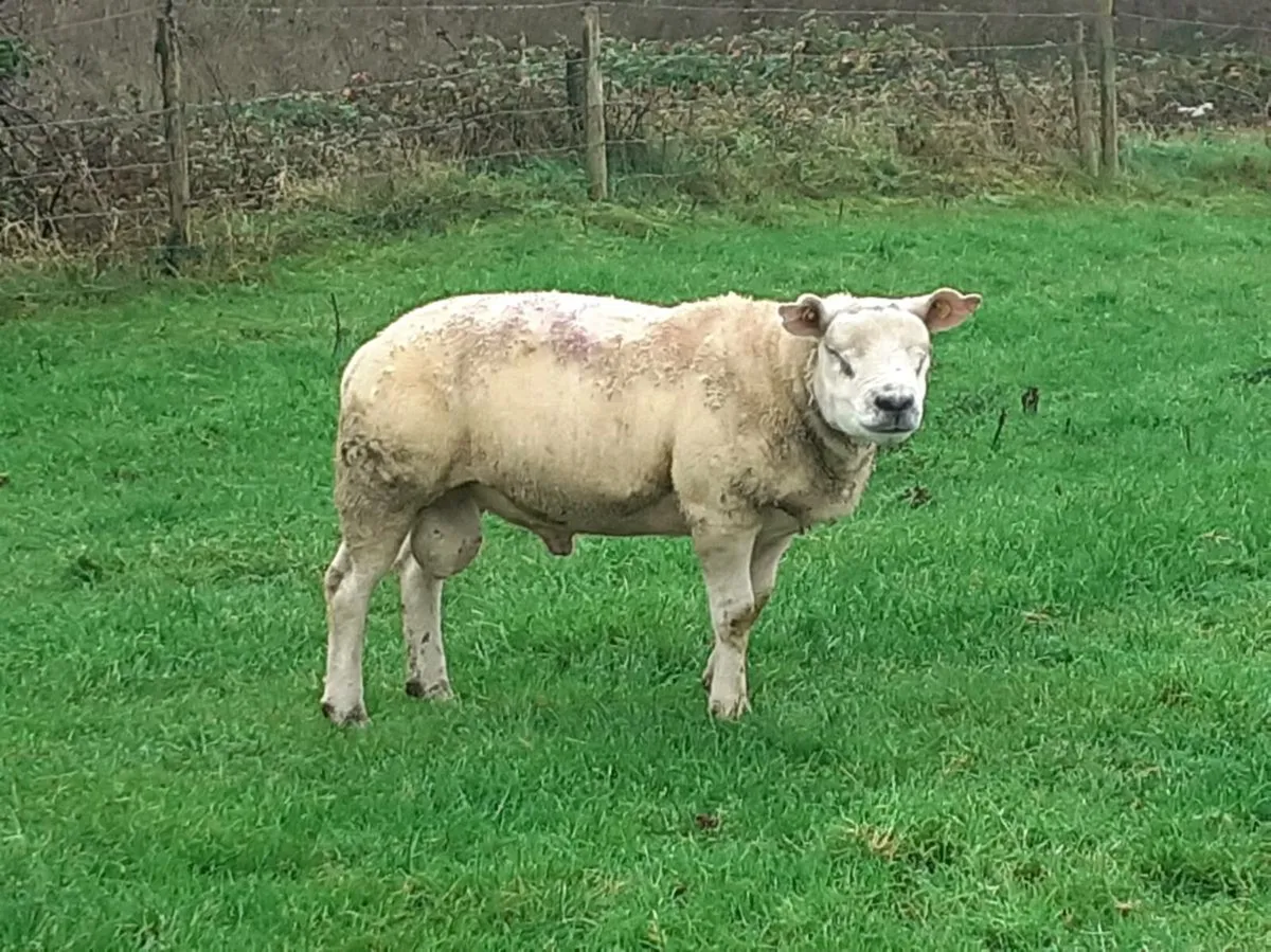 Hogget Rams - Image 3