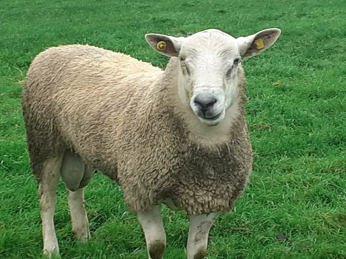 Hogget Rams - Image 4