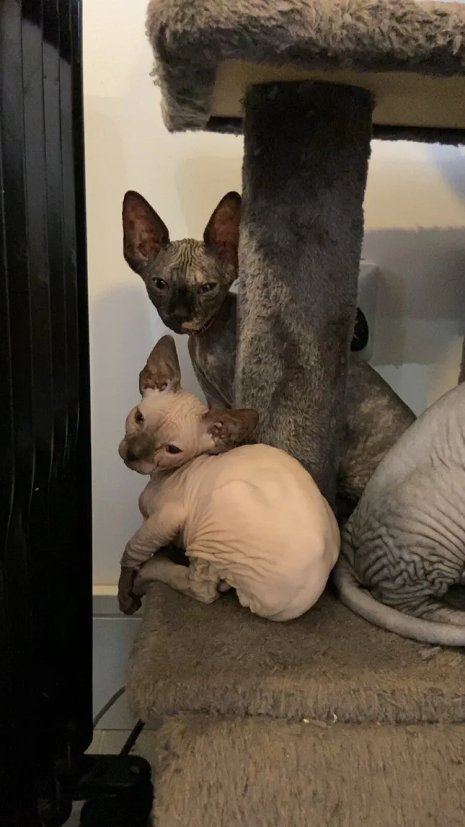 Sphynx kittens - Image 1
