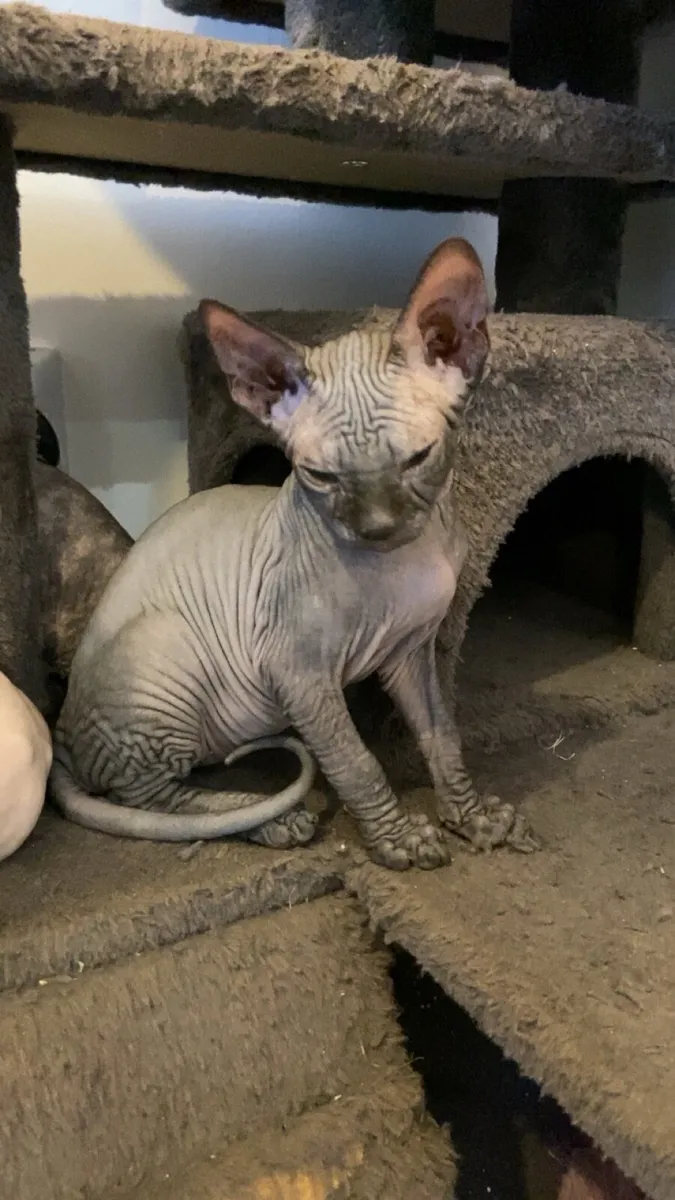 Sphynx kittens - Image 2