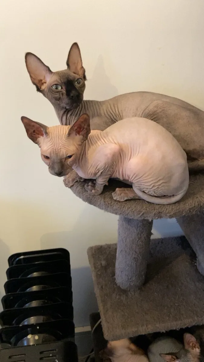Sphynx kittens - Image 3