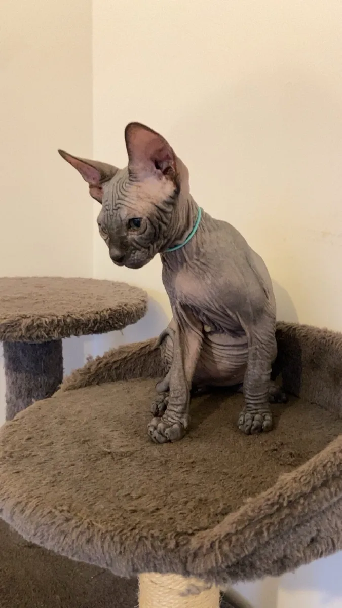 Sphynx kittens - Image 4