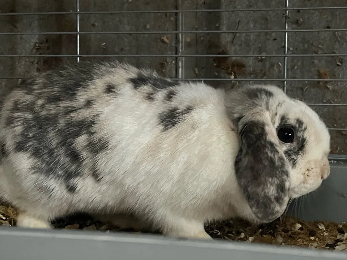 Bunnys and cages - Image 1