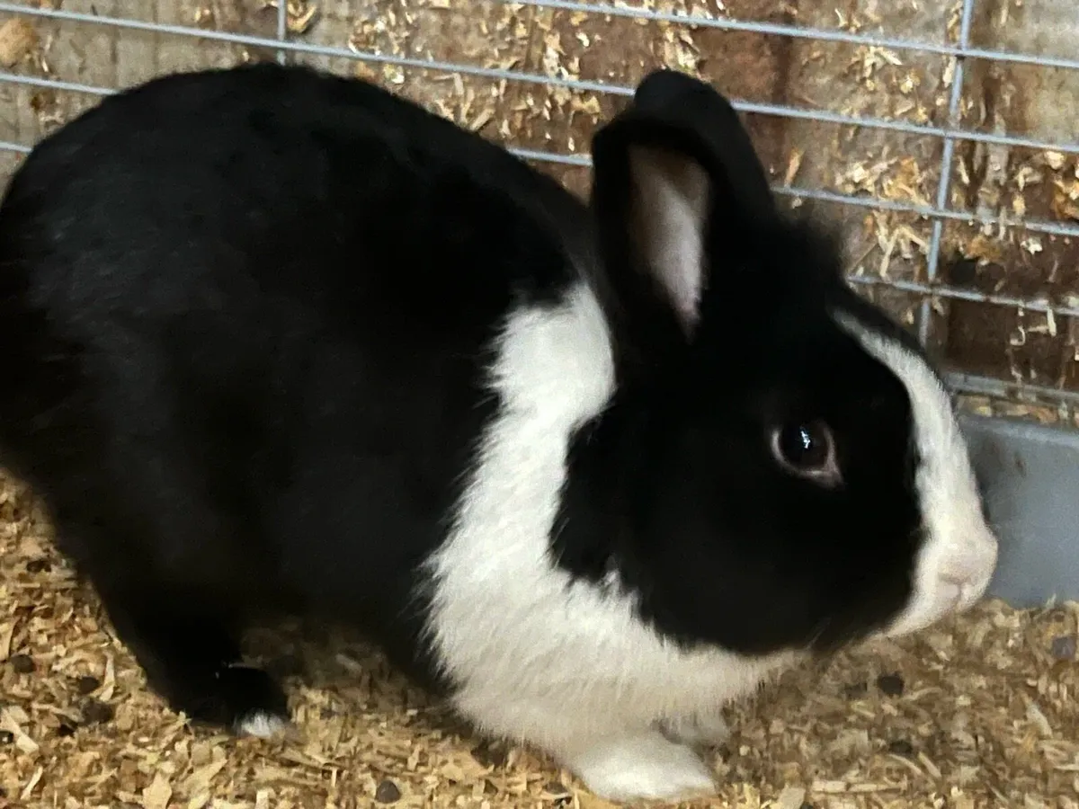 Bunnys and cages - Image 2