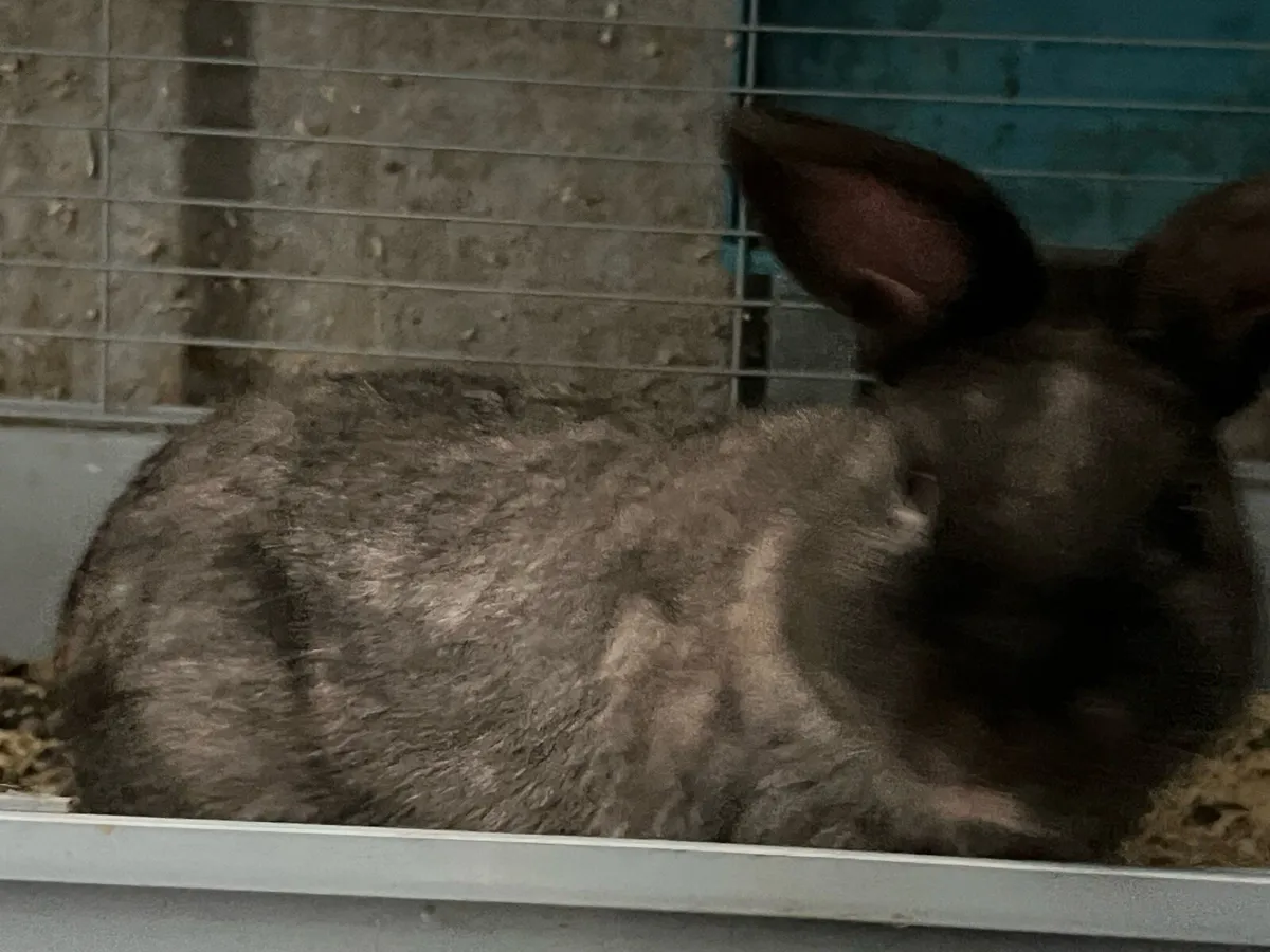 Bunnys and cages - Image 3