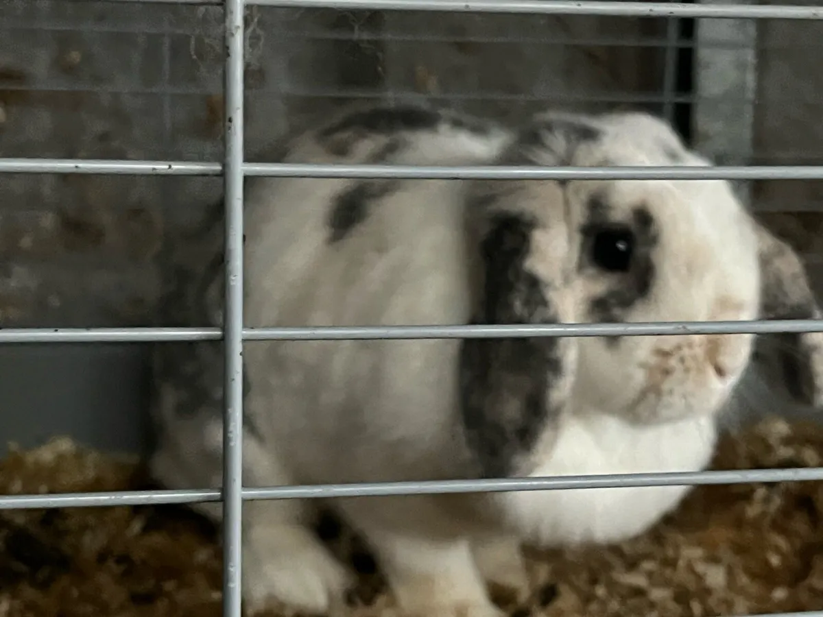 Bunnys and cages - Image 4