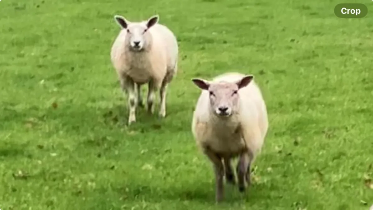 25 EWE LAMBS STORES (35+kgs) - Image 1