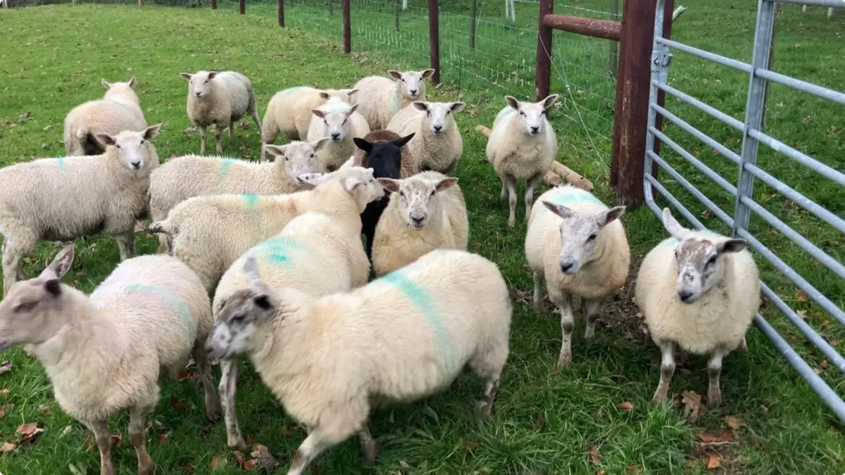 25 EWE LAMBS STORES (35+kgs) - Image 2