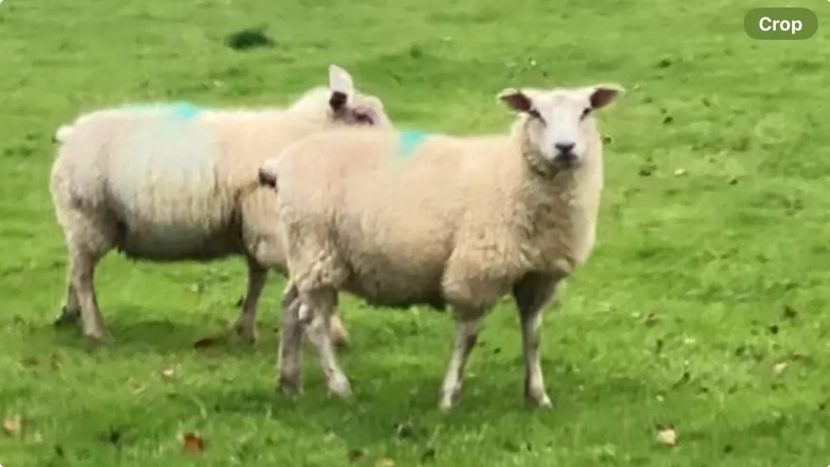 25 EWE LAMBS STORES (35+kgs) - Image 3