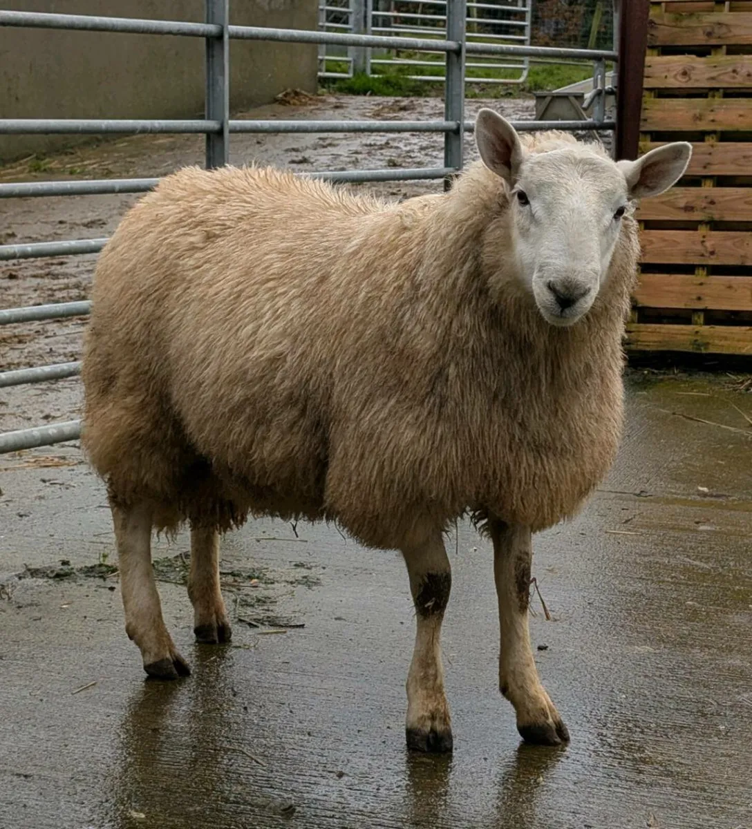 Wicklow Cheviot ram lamb - Image 3