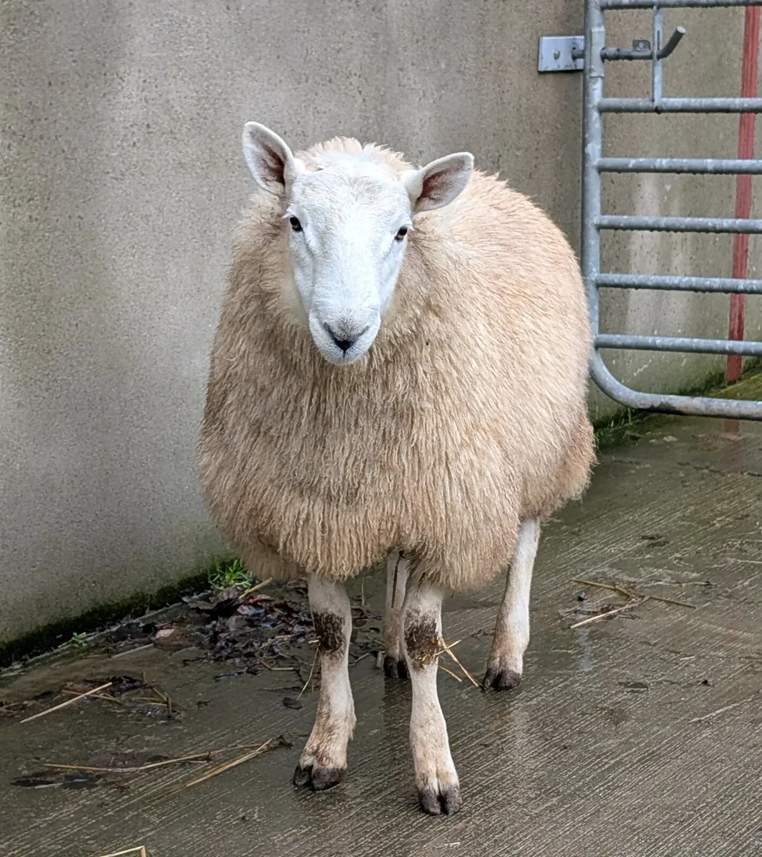 Wicklow Cheviot ram lamb - Image 4