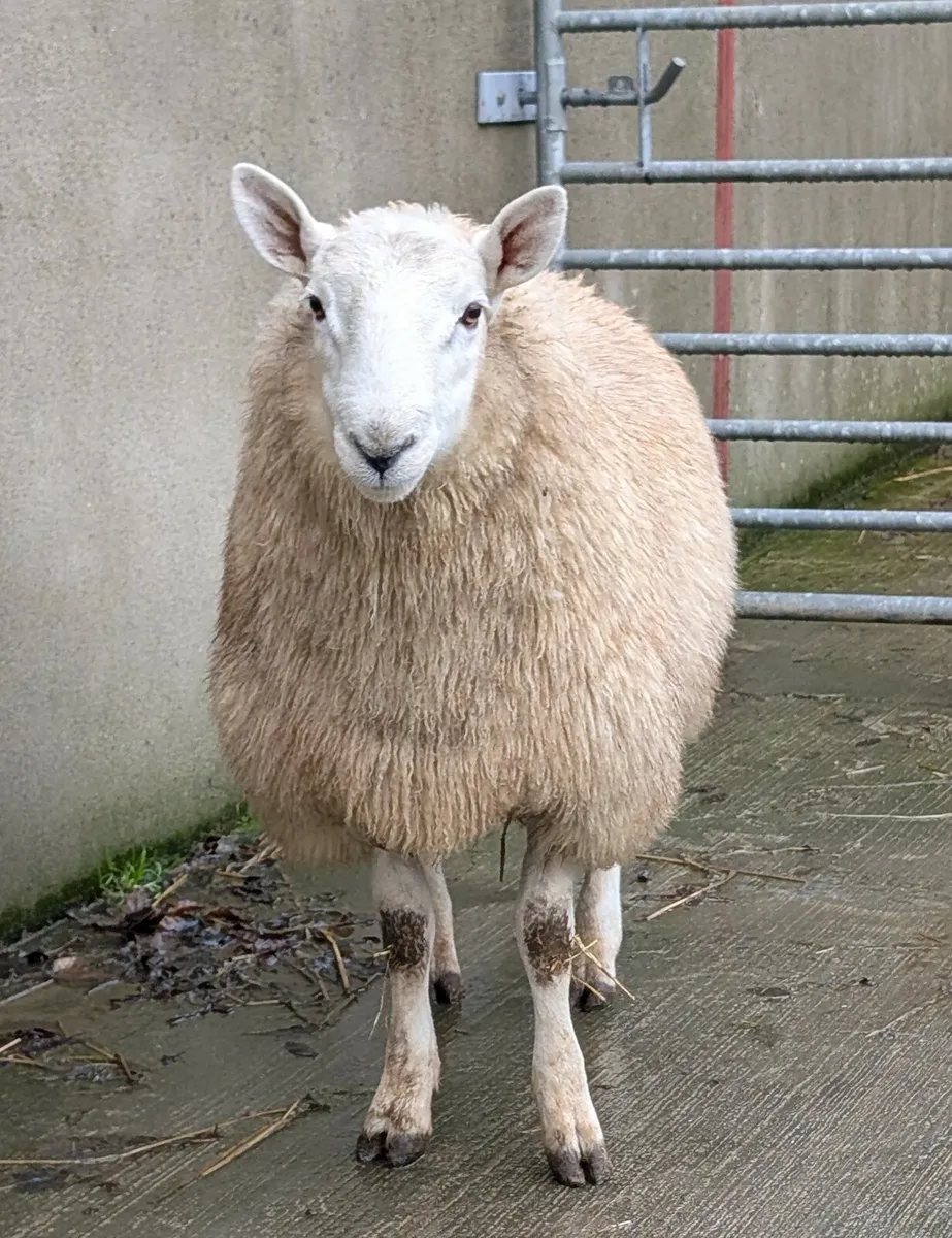 Wicklow Cheviot ram lamb - Image 2