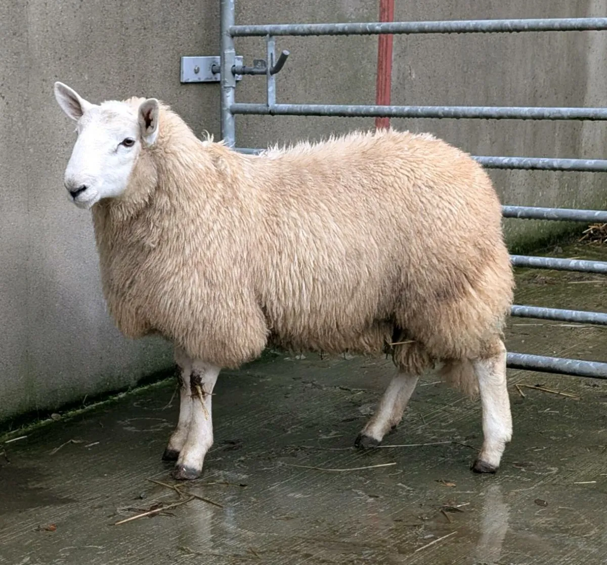 Wicklow Cheviot ram lamb - Image 1