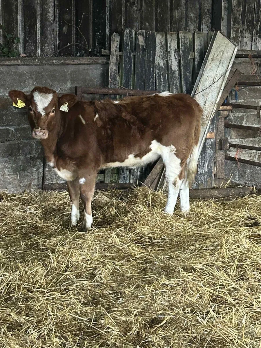 Smashing Charolais Heifer - Image 1