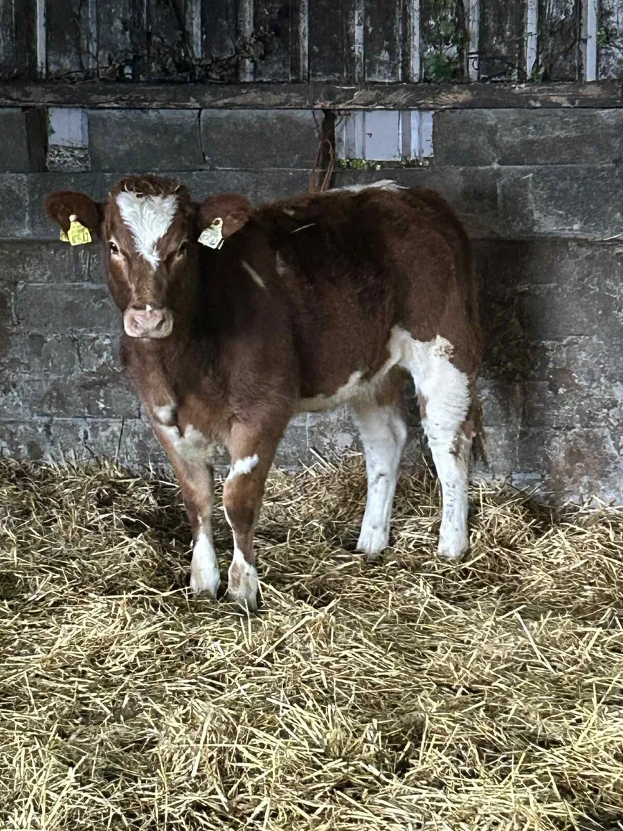 Smashing Charolais Heifer - Image 2