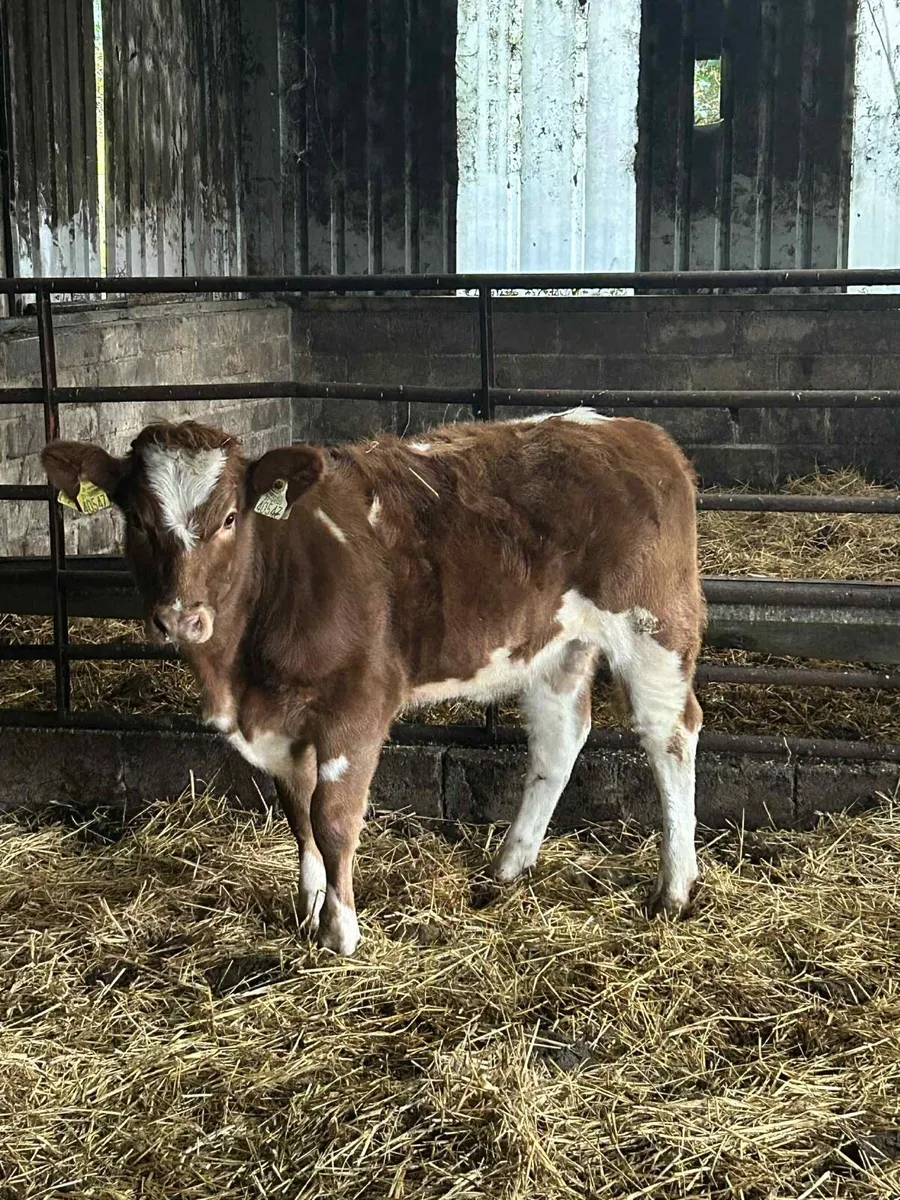 Smashing Charolais Heifer - Image 3