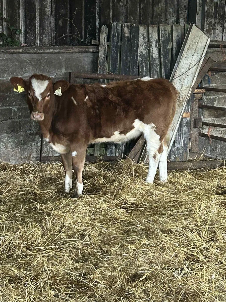 Smashing Charolais Heifer - Image 4