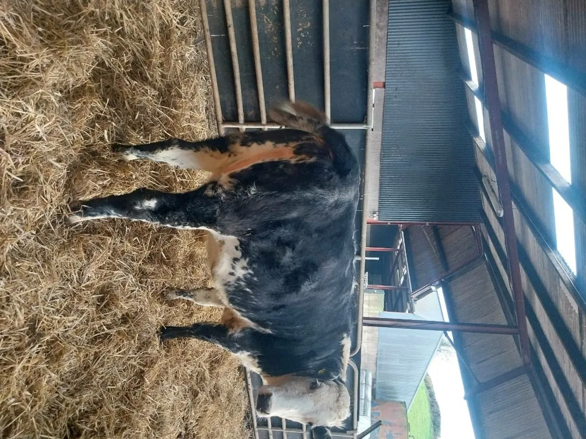 Super in calf heifer - Image 2
