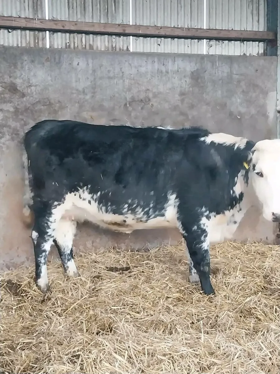 Super in calf heifer - Image 4