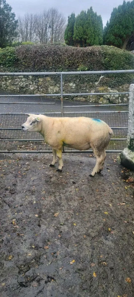 Sis texel ram - Image 1