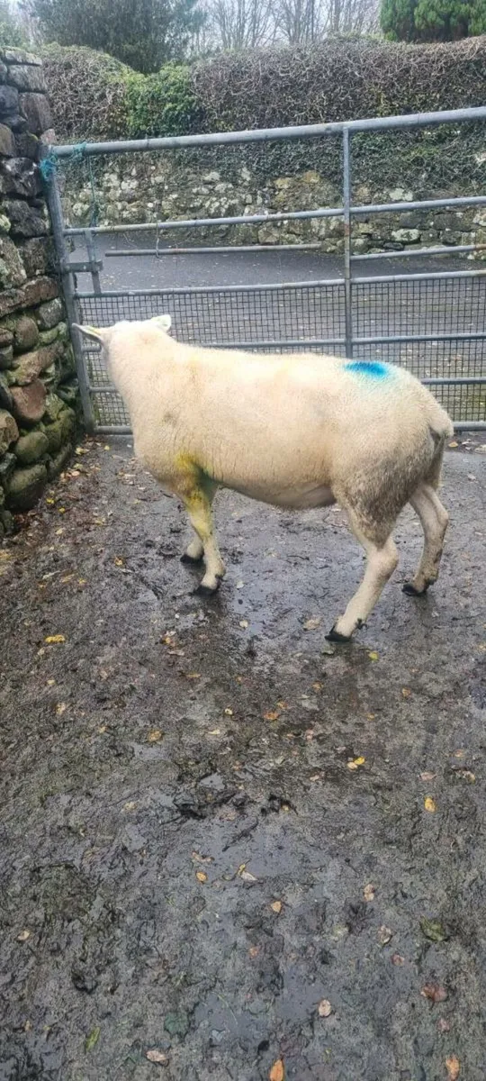 Sis texel ram - Image 2