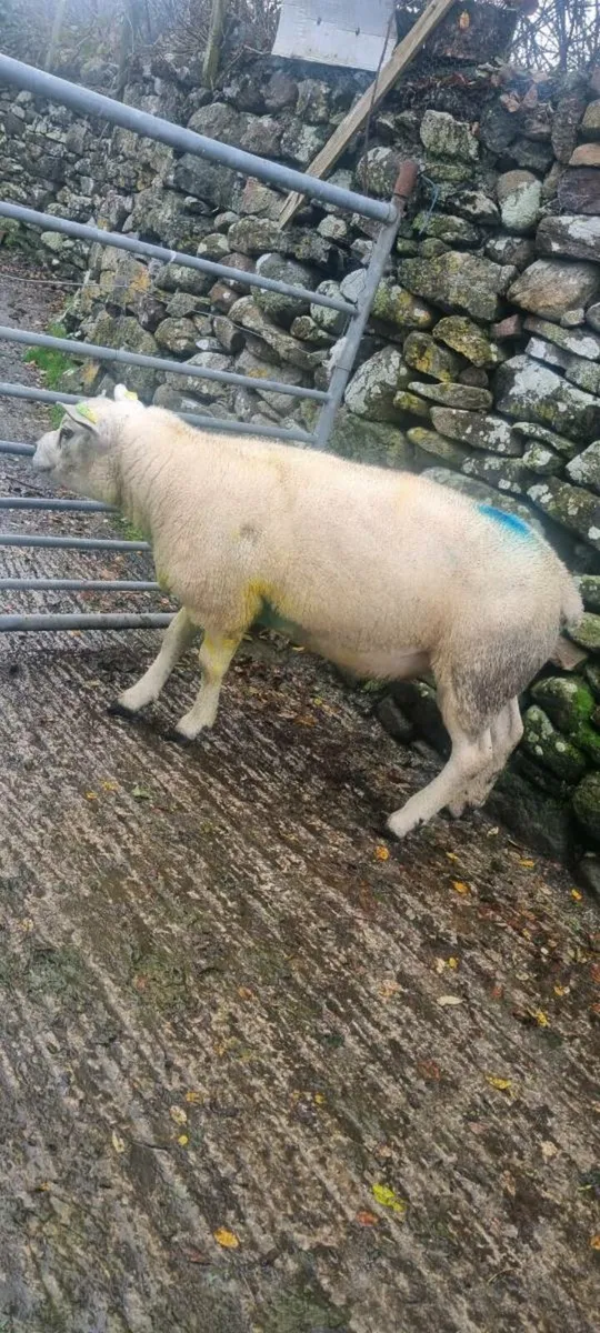 Sis texel ram - Image 3