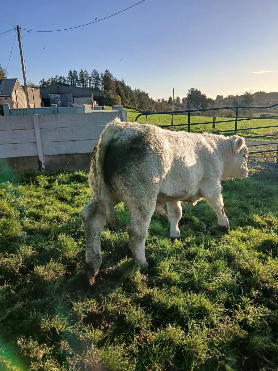 Macroom Mart   Charolais bull 8th Nov - Image 1