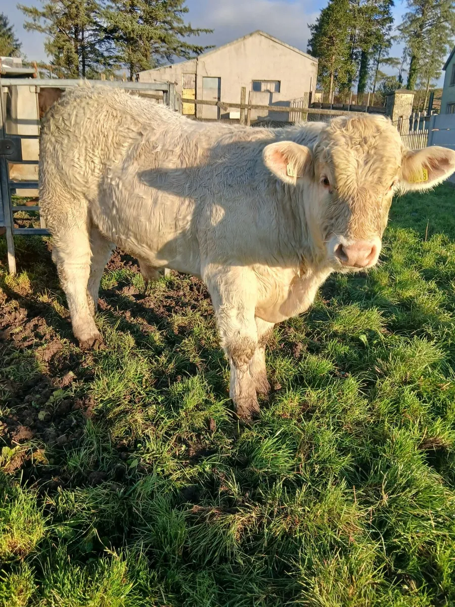 Macroom Mart   Charolais bull 8th Nov - Image 2