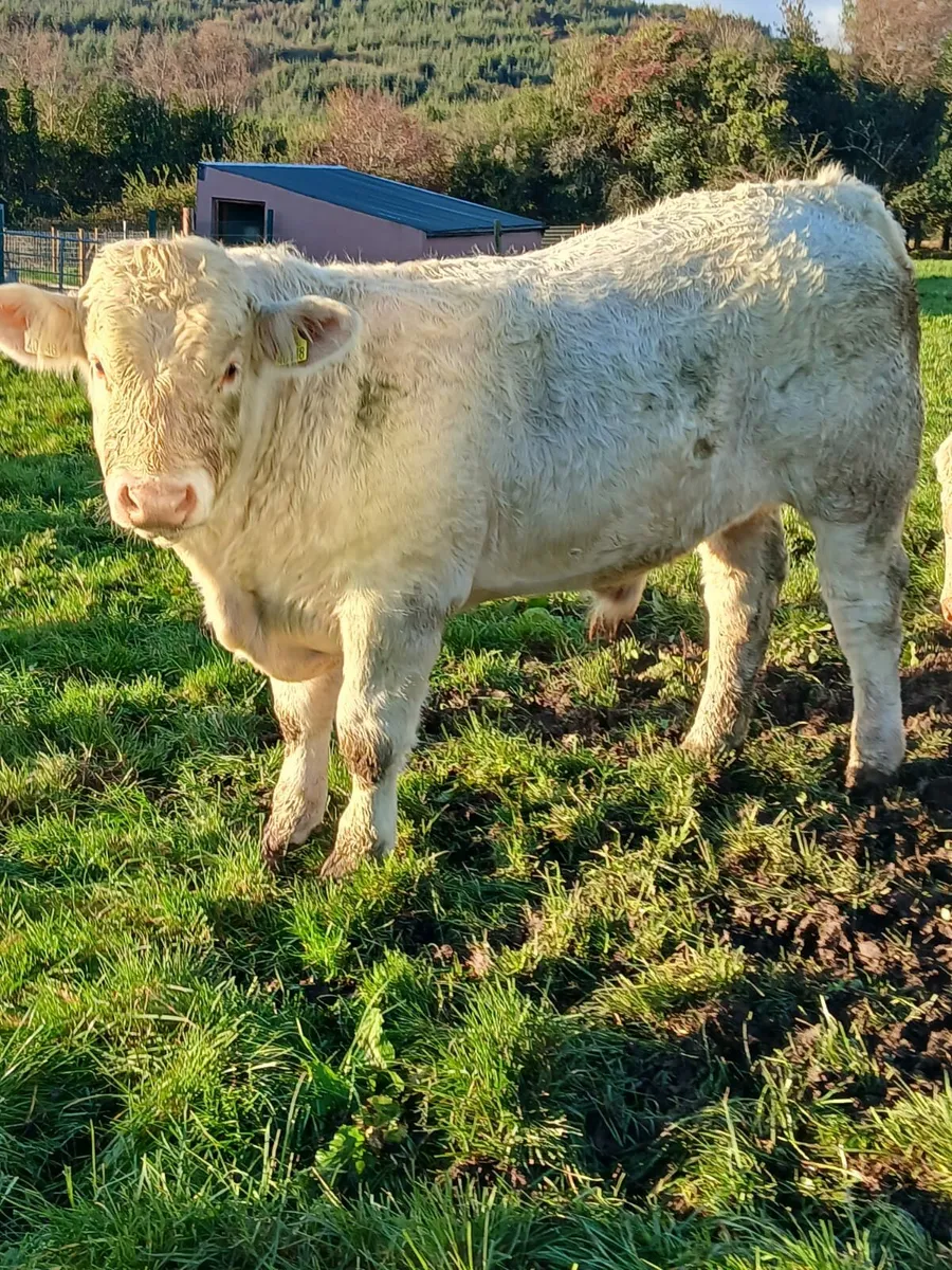 Macroom Mart   Charolais bull 8th Nov - Image 3