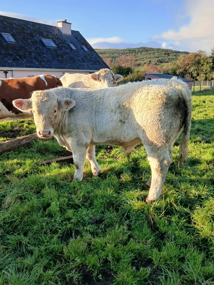 Macroom Mart   Charolais bull 8th Nov - Image 4