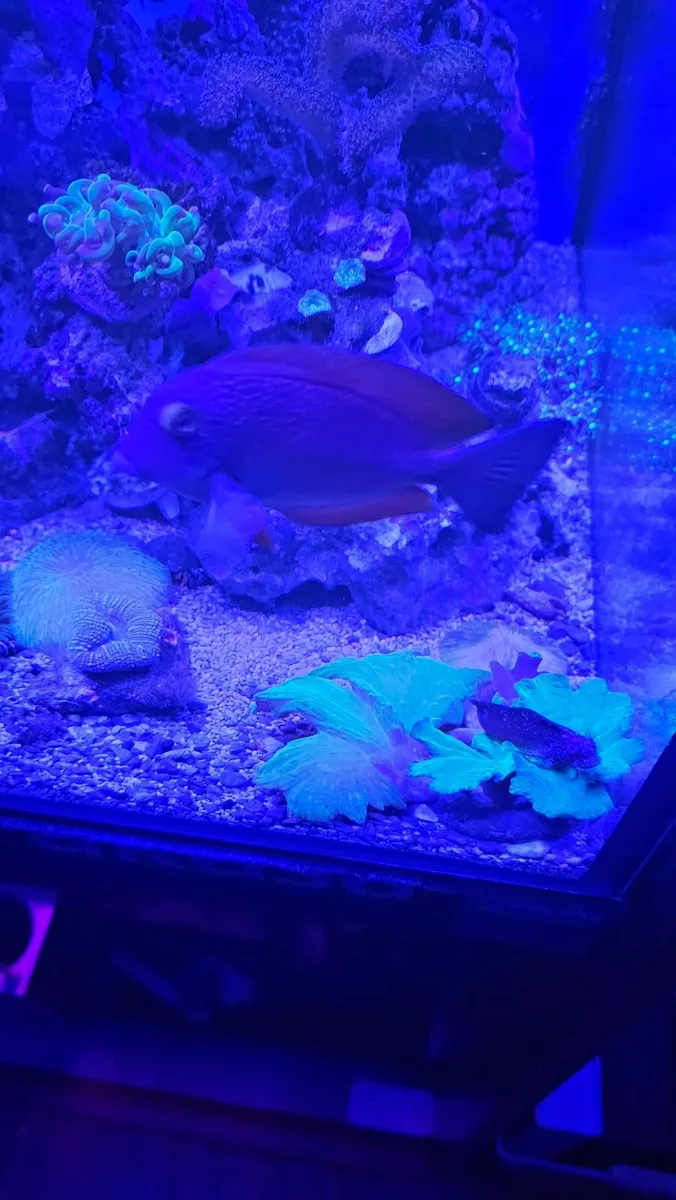 Yellow eyed kole tang