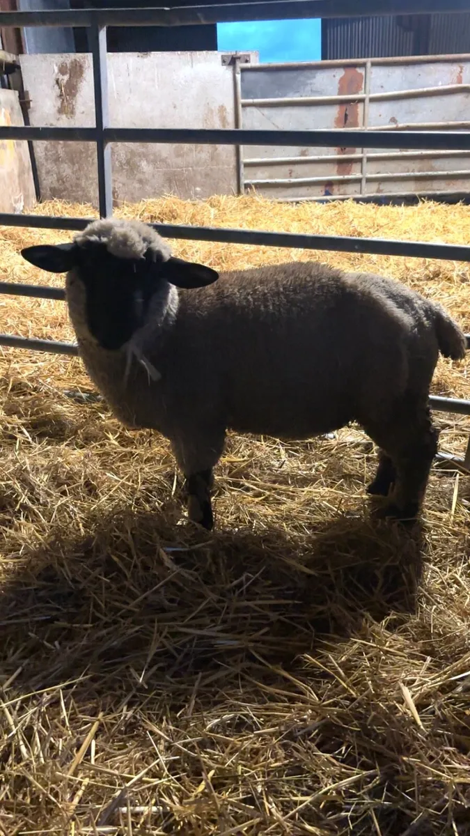 2 April born ram lambs - Image 2