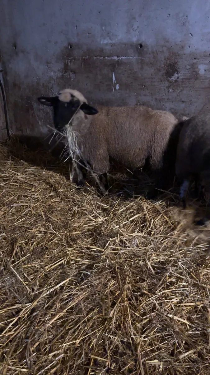 2 April born ram lambs - Image 3