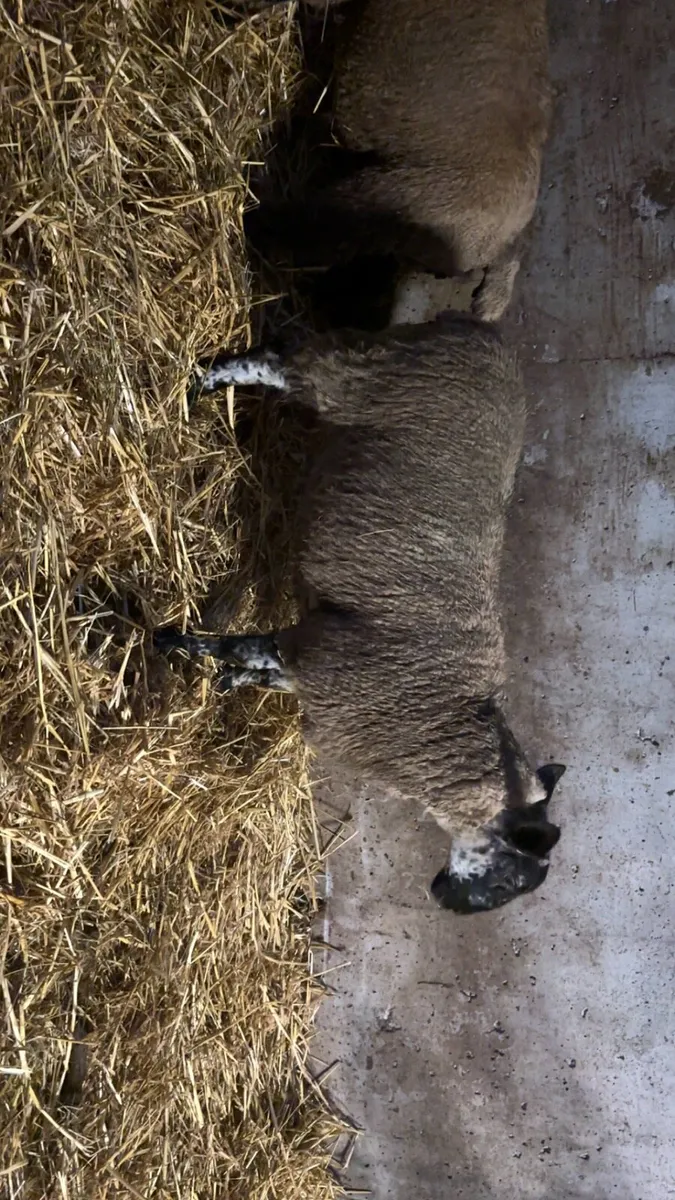 2 April born ram lambs - Image 1