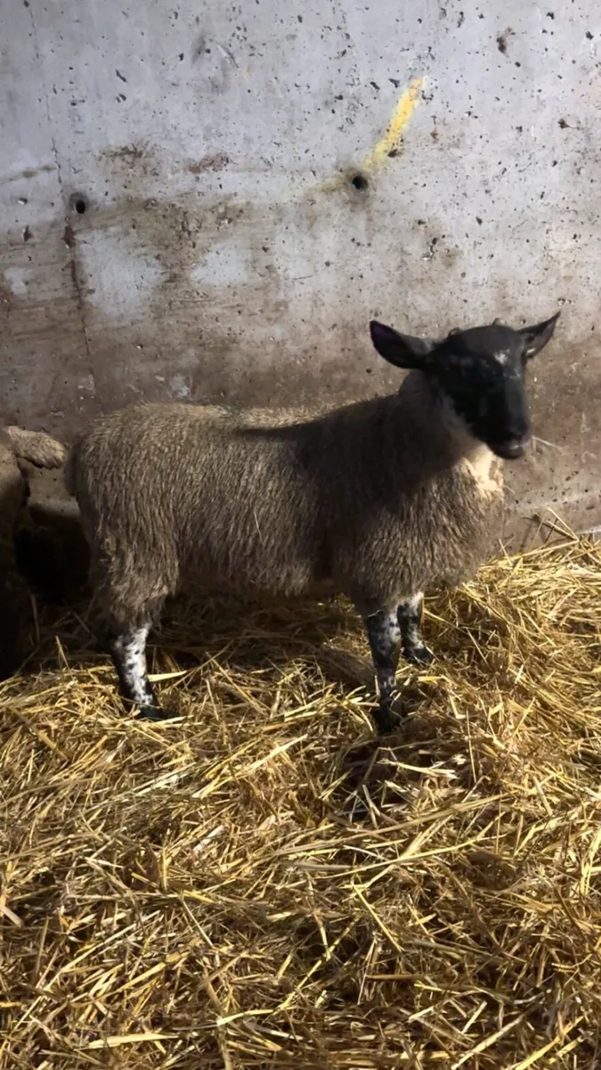 2 April born ram lambs - Image 4