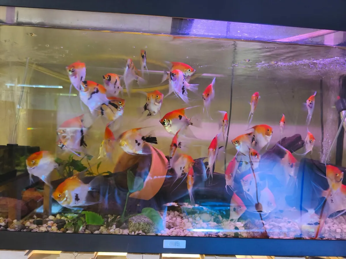 Angel fishes , Pleccos - Image 1