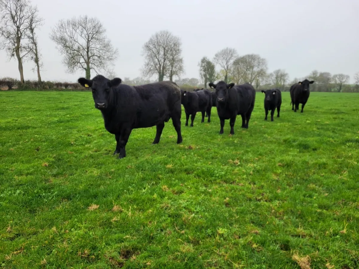 Suckler Sale Sat 22nd Nov - Tullow Mart - Image 2