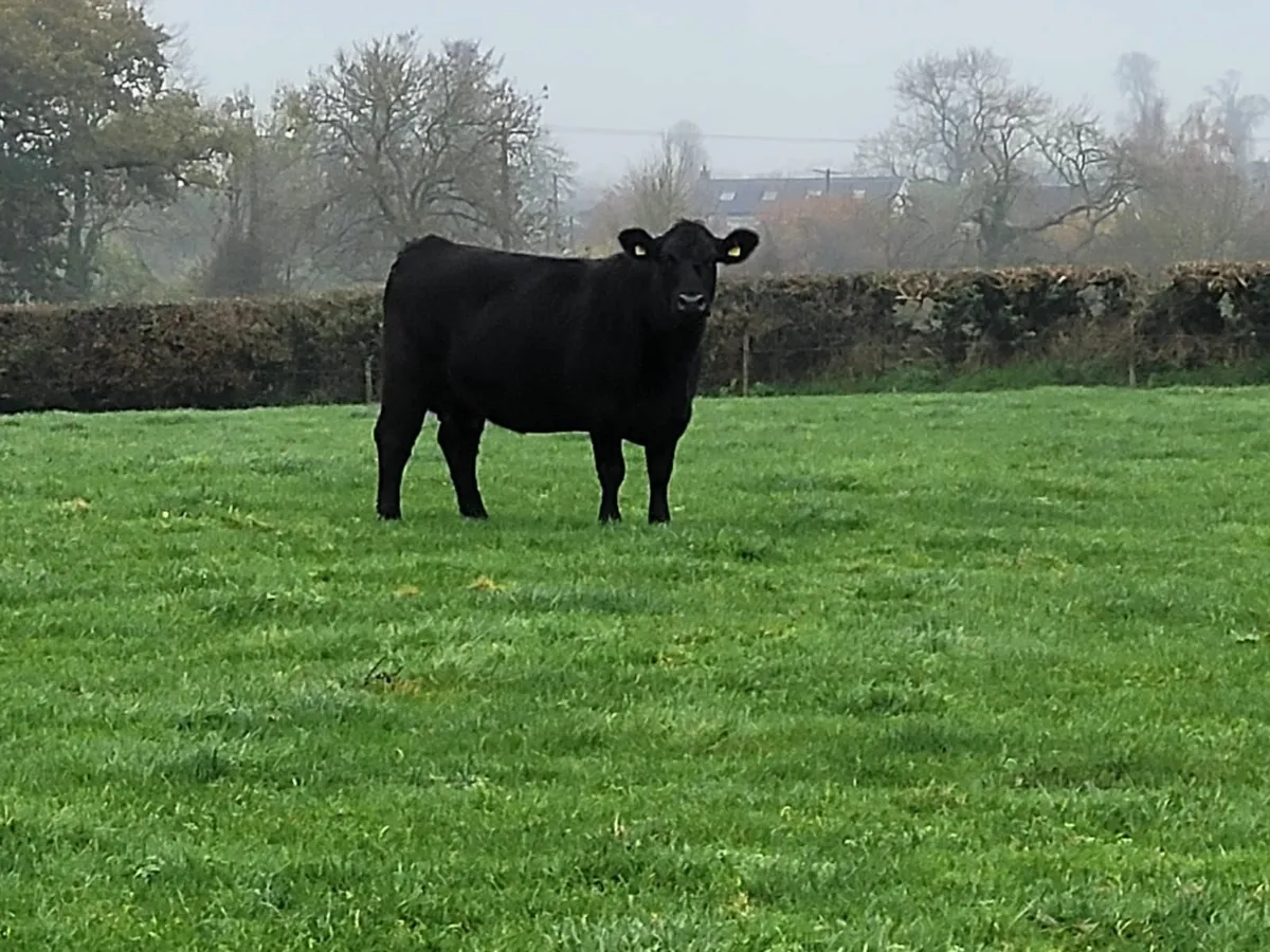 Suckler Sale Sat 22nd Nov - Tullow Mart - Image 3