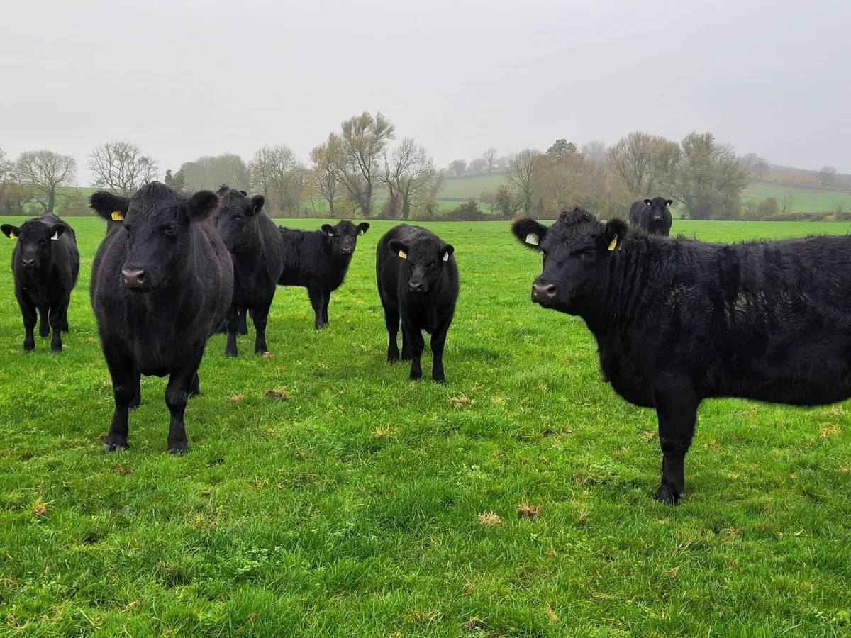 Suckler Sale Sat 22nd Nov - Tullow Mart - Image 4