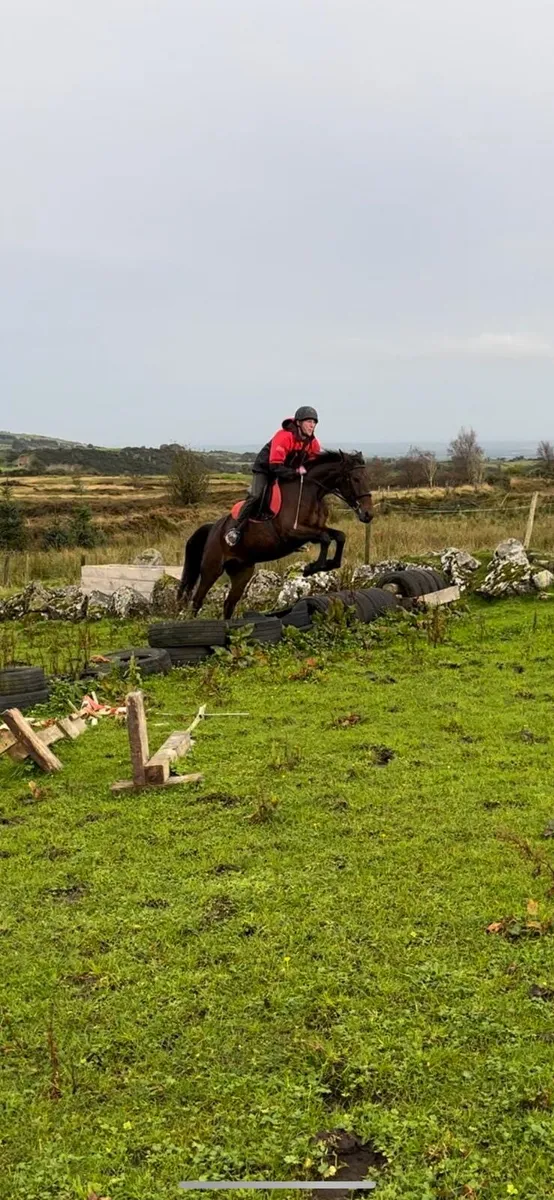 Very sensible Ride and drive mare - Image 1