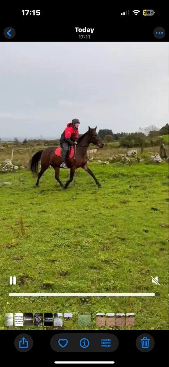 Very sensible Ride and drive mare - Image 2