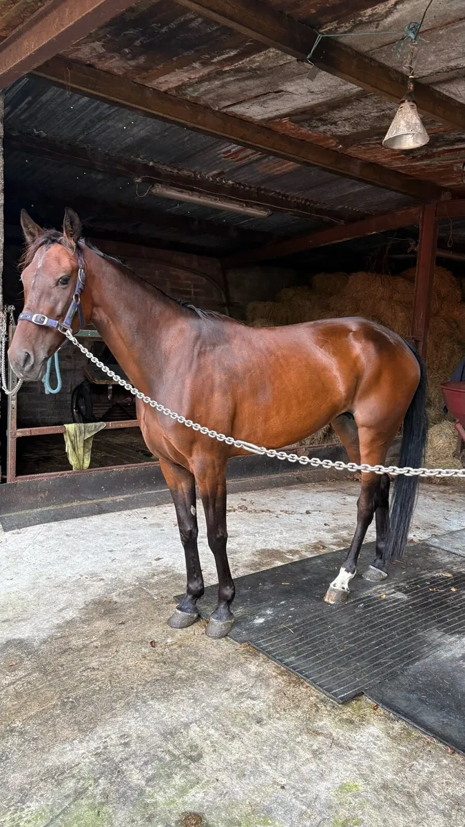 Very sensible Ride and drive mare - Image 3