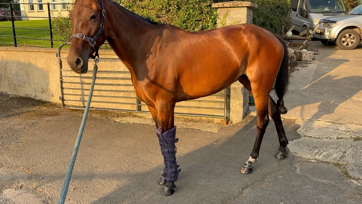 Very sensible Ride and drive mare - Image 4