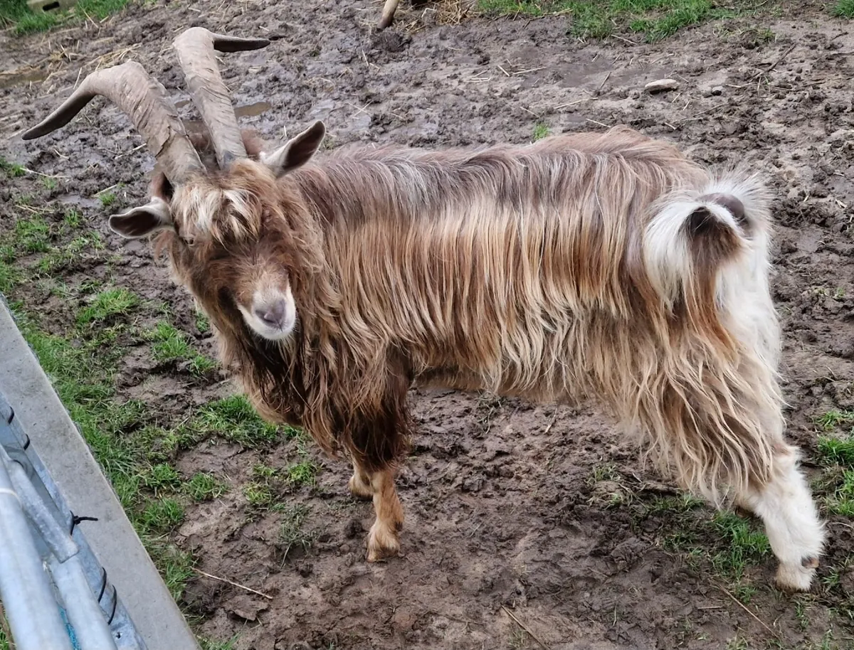 Goat for stud - Image 1